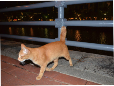 cat in Singapore